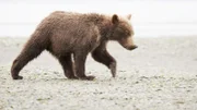 ein Bär