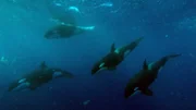 Schwertwale zählen zu den schnellsten Schwimmern in den Ozeanen.