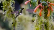 Kolibris schlagen bei beim Schwirrflug bis zu 50 Mal pro Sekunde mit den Flügeln.