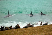 Orcas warten auf ihre Seelöwen Beute.