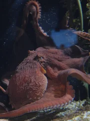 Octopus Ophelia swims in exhibit.