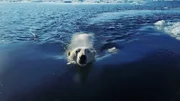 Eisbären sind hervorragende Jäger und bestens an ihren Lebensraum angepasst – doch der schrumpft immer schneller.