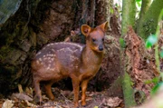 Ein Pudu - sie sind eine südamerikanische Gattung der Hirsche. Es handelt sich um die kleinsten Hirsche der Welt.