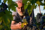 Brunello-Winzer Marino Colleoni und seine Trauben, Montalcino