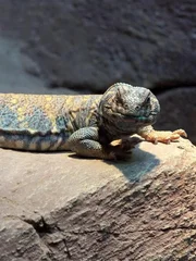 Uromastyx.