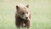 ein Bär