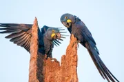 Hyathinth Aras. Der größte Papagei der Welt. Während der Trockenzeit suchen viele Tiere in Brasilien Partner.