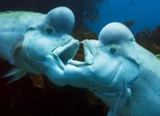 Zwei kämpfende Schafskopflippfische