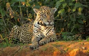 Jaguar in Pantanal Brasilien.