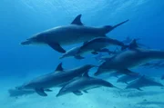Große Tümmler, die im Roten Meer leben, benutzen die Schleimschicht von Hornkorallen, um ihre Haut zu schützen.