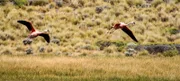 Chilenischen Flamingos sind die wahren Nomaden der Steppe Patagoniens.