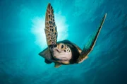 ARD/WDR ERLEBNIS ERDE, "Der Blaue Planet - Faszination Korallenriff", Ein Film von Jonathan Smith, am Montag (05.03.18) um 20:15 Uhr im ERSTEN. Die Suppenschildkröte, Sie ist die einzige Meeresschildkrötenart, die auch im Erwachsenenalter reiner Pflanzenfresser bleibt. © WDR/BBC NHU/Jason Isley, honorarfrei - Verwendung gemäß der AGB im engen inhaltlichen, redaktionellen Zusammenhang mit genannter WDR-Sendung bei Nennung "Bild: WDR/BBC NHU/Jason Isley" (S2+). WDR Presse und Information/Redaktion Bild, Köln, Tel: 0221/220 -7132 oder -7133, Fax: -777132, bildredaktion@wdr.de