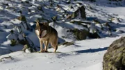 Wanderwolf