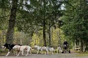 Volle Fahrt voraus: Auf der Huskyfarm darf Emilia das erste Mal in ihrem Leben ein Hundegespann steuern.