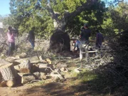 Chico, CA, USA: The guys work on the tree's roots.