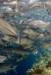 Fische