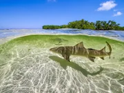 Zitronenhaie bringen ihre Nachkommen vor Bimini/Bahamas im seichten Wasser zur Welt, damit diese in den überschwemmten Mangrovenwäldern vor Großfischen in Sicherheit sind.
