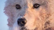 Nur wenige Tiere können in der eisigen Polarnacht überdauern und monatelang ohne Sonnenlicht auskommen. Die arktischen Wölfe gehören zu diesen Überlebenskünstlern.