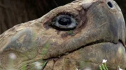 Galapagos Giant Tortoise