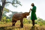 Immer mehr Elefanten fallen der Dürre in Kenia zum Opfer. Manchmal können Jungtiere gerettet und in Auffangstationen von Hand aufgezogen werden.