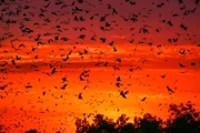Millionen von Palmenflughunden treffen sich jedes Jahr in einem kleinen Waldstück in Sambia. Sie sind extrem vom Wetter abhängig, denn nur wenn der Regen hier rechtzeitig kommt, reifen genug Früchte, um die hungrigen Saisongäste satt zu bekommen.