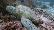 eine Schildkröte