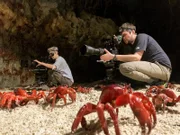 Die Kameraleute Sophie Darlington und Ryan Atkinson lagen genau rechtzeitig auf der Lauer, um die große Wanderung der Weihnachtsinsel-Krabben zu filmen.