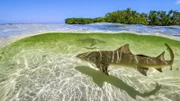 Zitronenhaie bringen ihre Nachkommen vor Bimini/Bahamas im seichten Wasser zur Welt, damit diese in den überschwemmten Mangrovenwäldern vor Großfischen in Sicherheit sind.