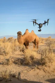 Ein wildes Baktrisches Kamel wundert sich über die Drohne, die so unvermutet in der winterlichen Wüste Gobi das Wiederkäuen stört.