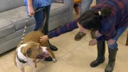 Dog.