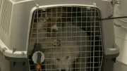 Dogs in a transporter.