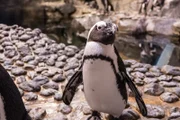 African Penguin