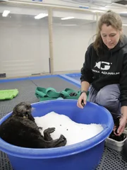 Ryan McEnaney feeds sea otter Mara in quarantine