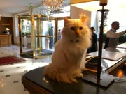 Die Katze Fa-raon lebt in dem Pariser Fünf-Sterne-Palasthotel und bewegt sich völlig frei im gesamten Gebäude. Sie ist der Liebling der Gäste.