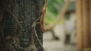 One of the geckos enjoying the Indonesian enclosure.