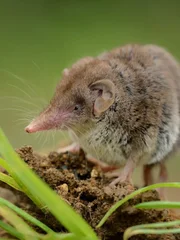 Lesser white-toothed Shrew (Crocidura suaveolens) on loam. Little insect-eating mammal with brown fur standing on meadow in garden. Background is green and fuzzy.