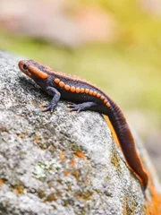 salamander on the rock / wildlife reptile crocodile salamander spotted orange and black rare animals on high mountain rainforest - other names salamander asia ,Tylototriton verrucosus , Himalayan newt