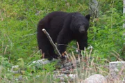 Die kanadischen Wäldern sind Lebensraum für viele Tiere, so auch für verschiedene Bärenarten.