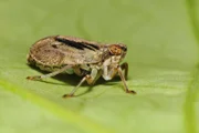 Auf der Erde existieren rund 10 Trillionen Insekten. Sie bevölkern den Planeten seit Urzeiten. Viele Kulturen achten, fürchten oder verehren sie als Götter. Ist der Grund dafür, dass sie möglicherweise eine Verbindung zu außerirdischen Wesen darstellen?