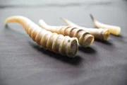 Die Saigas wurden wegen ihrer wertvollen Hörner nahezu ausgerottet.