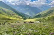 Diese Aussicht dürfen die Pferdeherden des Nomaden Giga Charkelauri jeden Sommer genießen. Sie grasen weit oben im Kaukasus und bringen hier ihre Fohlen zur Welt.