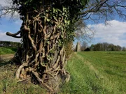 Im englischen Rendlesham war einst der Königsitz der Herrscher von East Anglia.