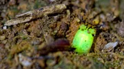 Glühende Lichter mitten im Amazonas - mit der Entdeckung einer unbekannten Käferart stoßen Insektologen auf ein neues Rätsel.