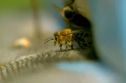 Im Naturschutzgebiet Schulgan-Tasch im baschkirischen Ural liegt das Dorf Gadel-Garejero zwischen jahrhundertealten Eichen, Birken, Espen, Linden und Ahornbäumen. Hier lebt eine spezielle Wildbienenart : die Bursjan-Honigbiene.