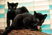 Im Alfred-Brehm-Haus gibt es mal wieder einen Babyboom! Nur gut, dass sich die Eltern der beiden Panthergeschwister Ferra und Remaong (Bild) an der Aufzucht beteiligen, denn die Tierpfleger haben neben ihrer täglichen Arbeit wenig Zeit, sich mit allen Jungtieren gleich intensiv zu beschäftigen.