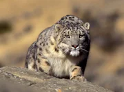 Ein Schneeleopard in den Bergen Pakistans. Den Teams um Alastair Fothergill gelangen einzigartige Bilder dieser Katze bei der der Jagd auf Schraubenziegen.