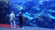 Tropical Diver Barrier Reef Exhibit with Diver & Guests