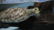 False Map Turtle Maggie