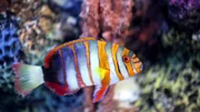 Pomacentridae Fish.