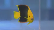 Aquarium fish.